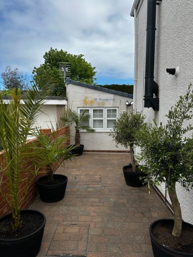 Pathway leading to a white building with olive trees in planters on either side.